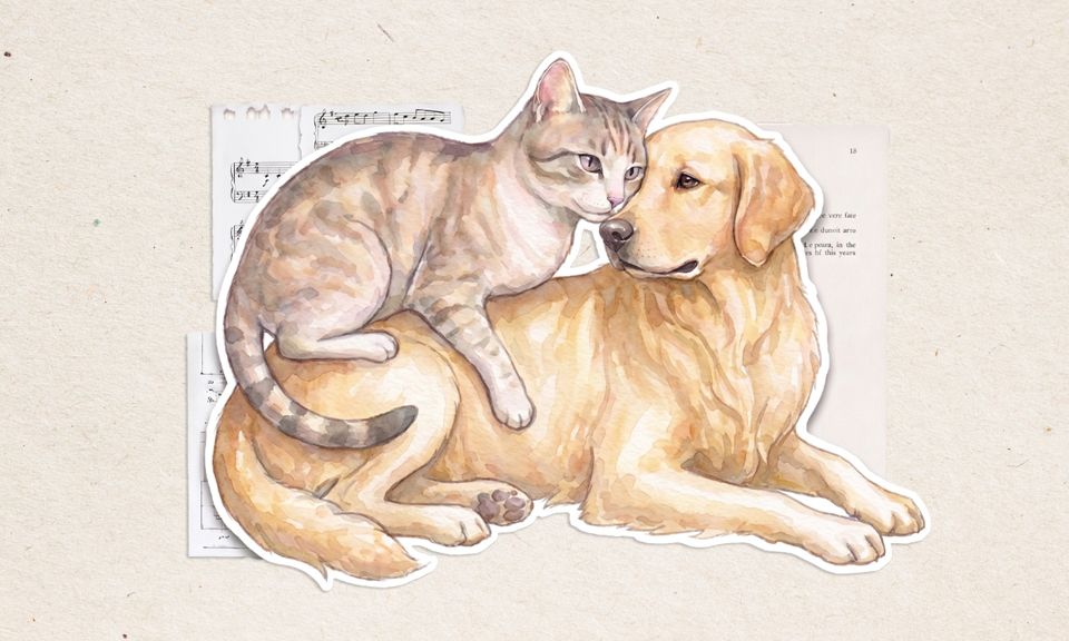 Pets